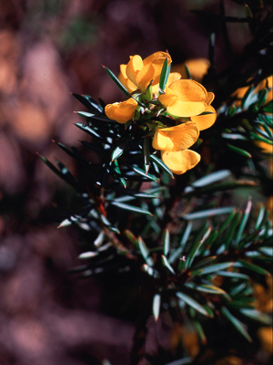 Pultenaea Species